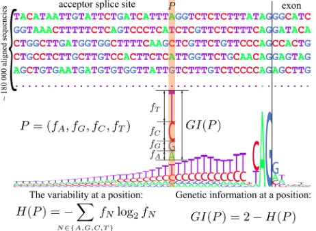 Figure 1. Definition of genetic information and sequence logo. 