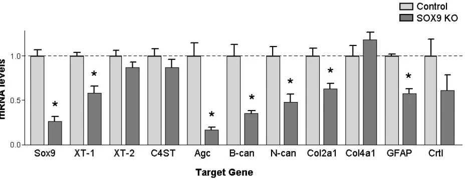 Figure 1.  Astrocytes from Sox9 conditional knockdown mice demonstrate reduced glial scar 