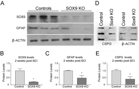 Figure 3. Sox9 conditional knockdown mice demonstrate reduced SOX9, GFAP, and CSPG 