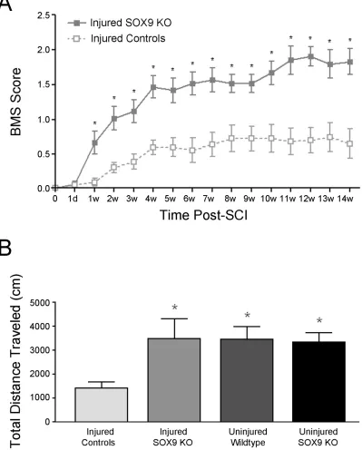 Figure 4.  Sox9 conditional knockdown mice demonstrate improved locomotor recovery 