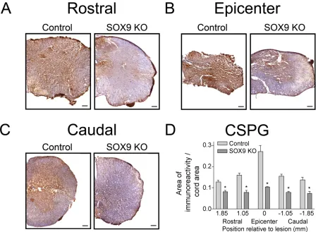 Figure 5. Sox9 conditional knockdown mice display reduced CSPG expression 14 