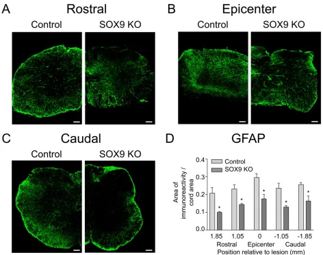Figure 7. Sox9 conditional knockdown mice demonstrate reduced GFAP expression 14 