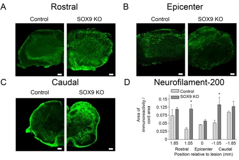 Figure 8. Sox9 conditional knockdown mice demonstrate increased neurofilament 