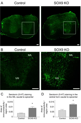 Figure 9. Sox9 conditional knockdown mice display increased 5-HT immunoreactivity 