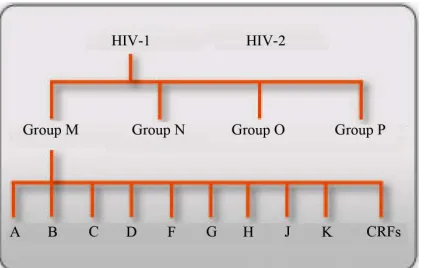 Figure 3. Evolutionary relationships of HIV groups. SIVcpzPts (blue), SIVcpzPtt (red), SIVgor (yellow), and HIV-1 group M, N, O, and P (gray) strains based on partial env (gp41) sequences