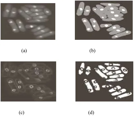 Figure 3 Example of local Thresholding (a) Original image (b) segmentation of original image with double threshold (c) local standard deviation (d) segmentation with local Thresholding 