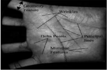 Fig. 1 Different Features of Palm 
