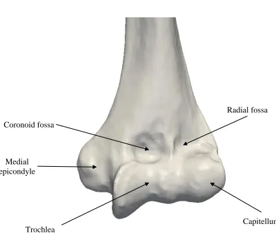 Figure 1.2: Anterior view of the distal humerus. ‎