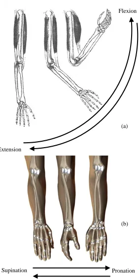 Figure 1.3: Motion of the elbow: (a) flexion-extension movement, and (b) ‎