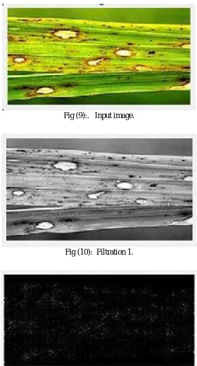 Fig (9):.   Input image.  