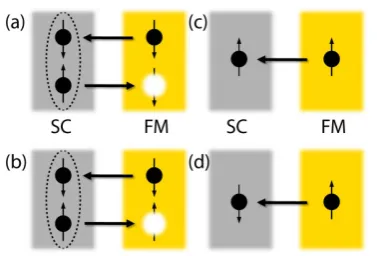 Figure 1. Different processes in a superconductor-ferromagnet quantum point contact with spin-active scattering: in (a) we show the typical Andreev reflection and in (c) we show the typical single-electron transmission between a superconductor and a ferro-