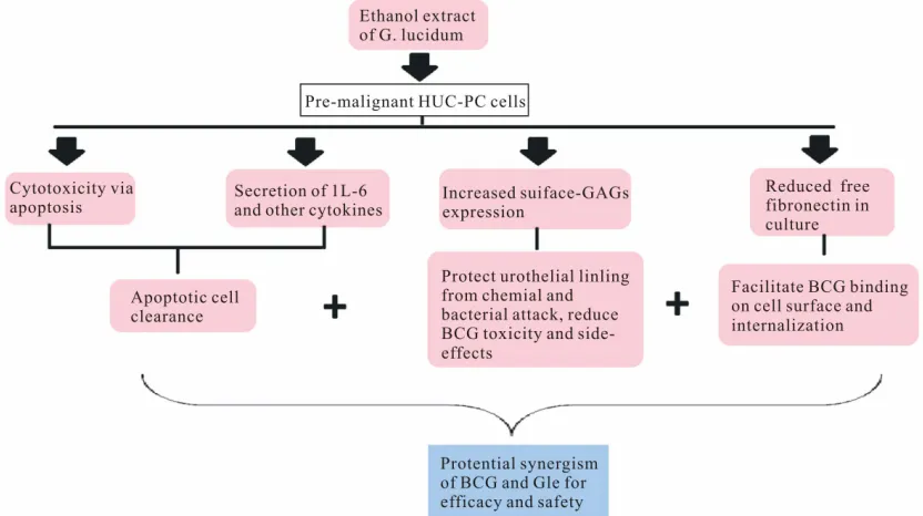 Figure 4. A summary of GLe effects on the HUC-PC cells to deduce the potential synergism between BCG and GLe.