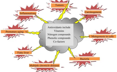 Figure 3. Summary of antioxidant activities preventing com- mon-disease conditions. 