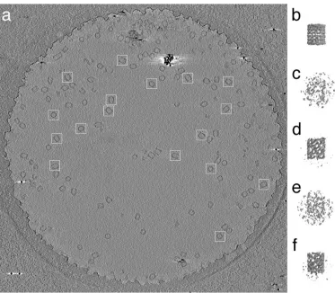 Figure 2-2.  An example cryoEM image processing project made feasible by Peach.  