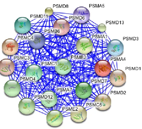 Figure 2.1: Protein Complex. (From: bioproximity.com)
