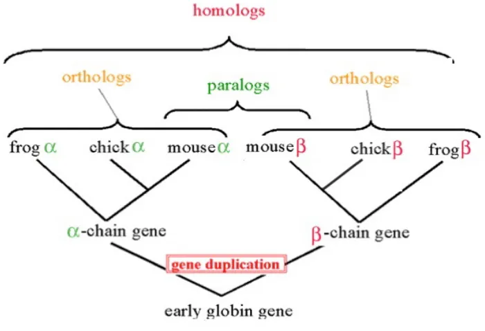 Figure 2.4: Gene homologs. (From: bioweb.uwlax.edu)
