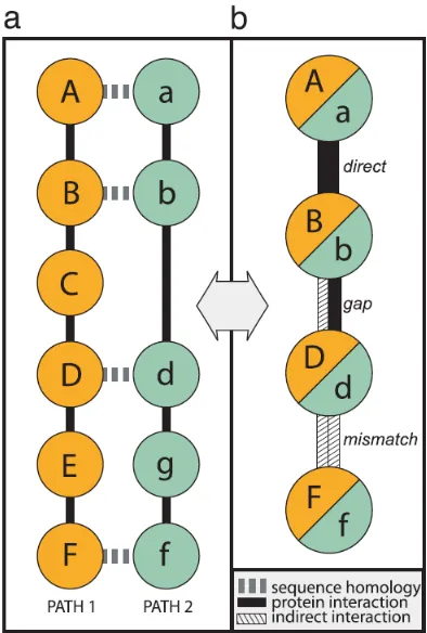 Figure 2.8: Alignment Graph in PathBLAST (From: [19])