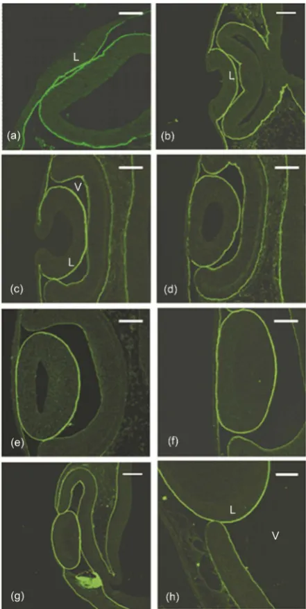 Figure 1. Immunohistochemistry micrographs of chick embryo lens primordium sections, H.H.) and (g) (h) E25 H.H.) showing the lens fibre differentiation process
