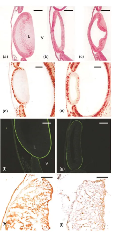 Figure 2. β-D-Xyloside treated lens anlagen. Micrographs of middle sections of chick lens anlagen of E23 H.H