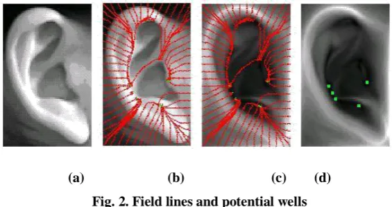 Fig. 2. Field lines and potential wells 