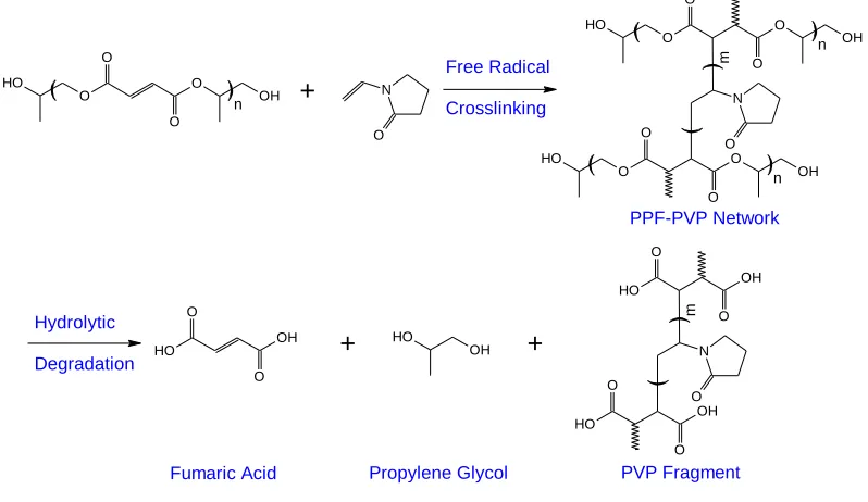 Figure 2.1. Crosslinking and degradation scheme of PPF-PPF-PVP networks. 