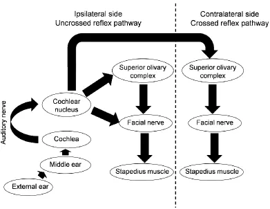 Figure 1.1: The acoustic reflex pathway 