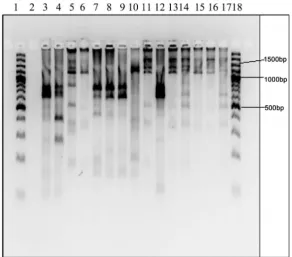 Figure 2. UPGMA Cluster Analysis of PCR-RFLP DNA of cultured (a) and metagenomic (b) oral bacteria using HaeIII