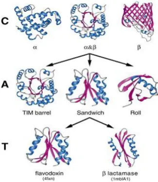 Figure [2]. Schematic representation of the class (C), architecture (A) and topology (T) level in the CATH database