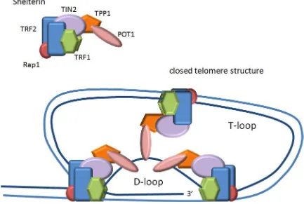 Figure 1.2 - Secondary structure of telomeres.   