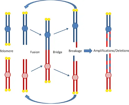 Figure 1.3 - Anaphase breakage fusion bridge cycles 