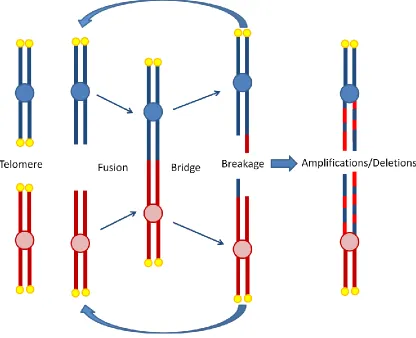 Figure 1.3 - Anaphase breakage fusion bridge cycles 