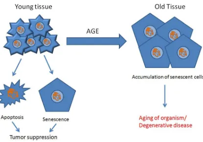 Figure 1.4 - Antagonistic pleiotropy of senescent cells in young and old individuals 