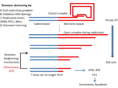 Figure 1.5 - Factors affecting telomere length dynamics in vertebrate cells 