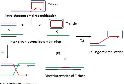 Figure 1.7 - Mechanisms of alternative lengthening of telomeres 