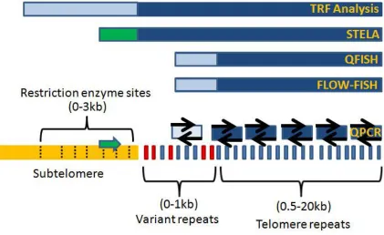 Figure 1.8 - Detection of extra-telomeric DNA with different methods of telomere 