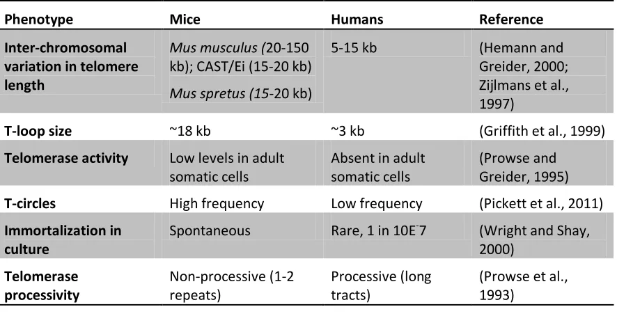 Table 1.2 - Differences between mouse and human telomere length dynamics 