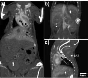 Figure 3.1:  Coronal (a, b) and sagittal (c) images of a C57BL/6 mouse 30 minutes post-administration of the contrast agent, displaying the ROIs drawn in each tissue to determine enhancement