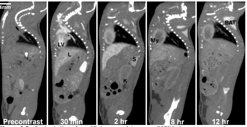 Figure 3.5:  Sagittal slices from 3D images of the same C57BL/6 mouse scanned at different time points