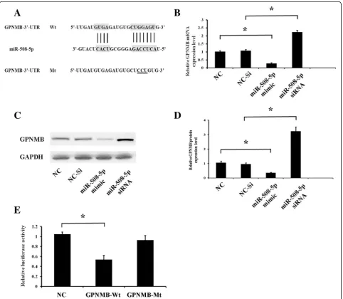 Fig. 3 The 3′-UTR of GPNMB is a direct target of miR-508-5p. a Schematic illustration of the complementary sequence between miR-508-5p andthe GPNMB 3′-UTR