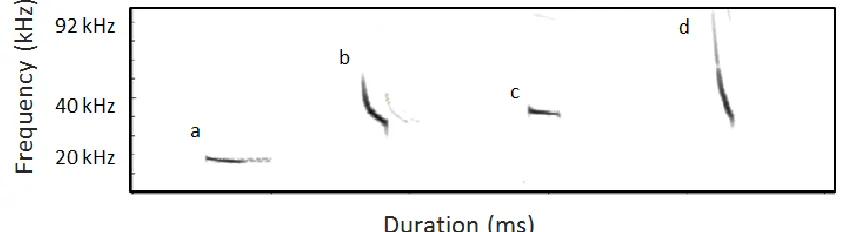 Figure 2. A typical image of an echolocation call produced by species: a) Lasiurus 