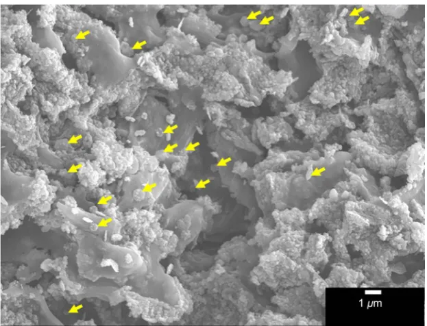 Figure SI1. SEM images B. braunii residue carbonized at 700˚C with no argon flow. Many hexagonal disk pointed by arrows could be observed (×4500)