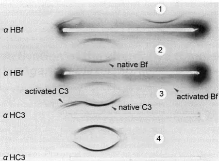 Figure 2. Immuno-electrophoretic demonstration of activated human complement. The human serum was prepared after administrating f-PMF together with the sample with before fermentation