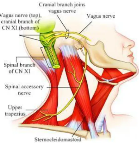 Figure 1.4 Innervation of the upper trapezius by the spinal accessory nerve.  (Modified from Mosby’s medical dictionary