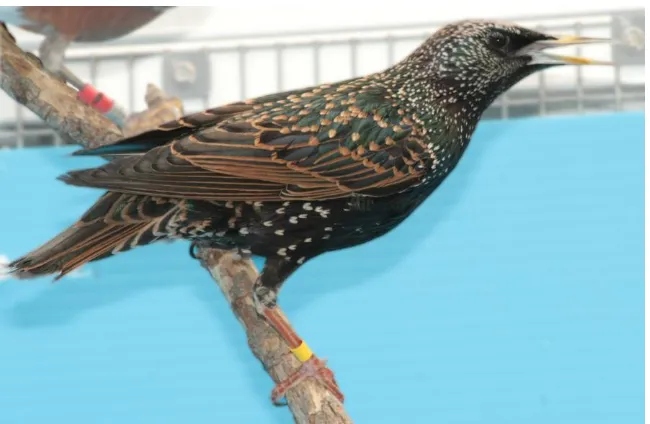 Figure 1.7  - A European starling used in the present study 