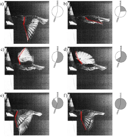 Figure 4.1 – A series of images depicting an entire wing beat cycle.  The first (top left) and last (bottom right) images show the wings at the end of the downstroke