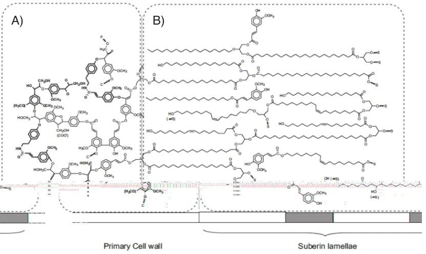 Figure 2: The proposed structure of potato suberin. A) The poly(phenolic) domain (SPPD) 