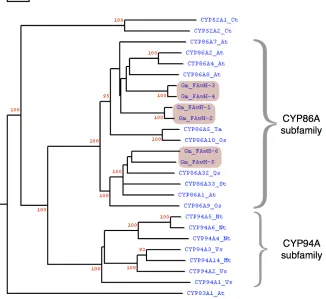 Figure 6: Phylogenetic tree of the predicted full length amino acid sequence comparison 