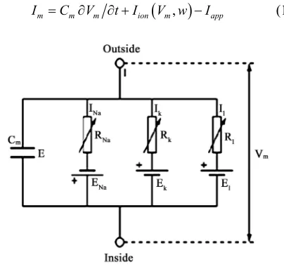 Figure 2. Cell model equivalent circuit diagram; ionic currents are parallel-connected to membrane capacitor [18]