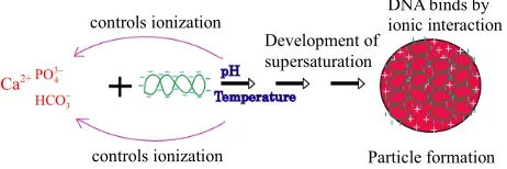 Figure 1. A proposed molecular mechanism for generation of pH-sensitive carbonate apatite nano-crystals