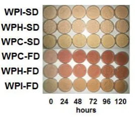 Figure 5. Appearance of powders during the accelerated stability test. WPI: whey protein isolate; WPH: whey protein hydrolysate; WPC: whey protein concentrate; SD: spray-drying; FD: freeze-drying
